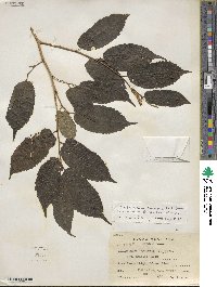 Maclura tinctoria image