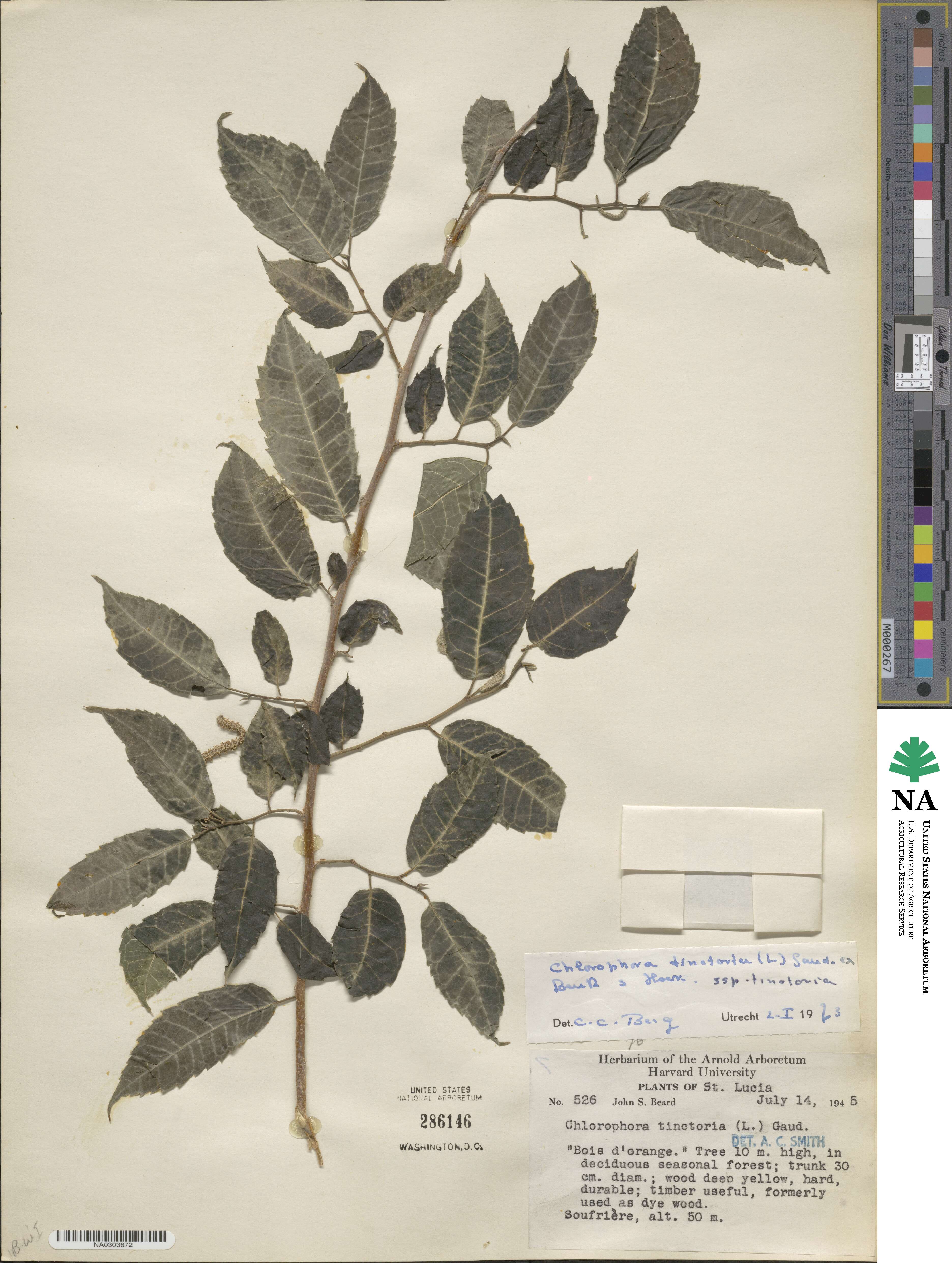 Maclura tinctoria image