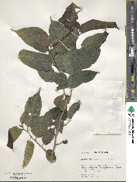 Maclura tinctoria image