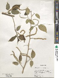 Maclura tinctoria image