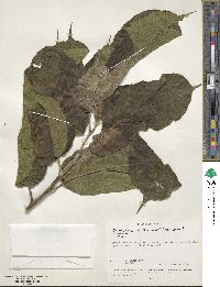 Milicia excelsa image