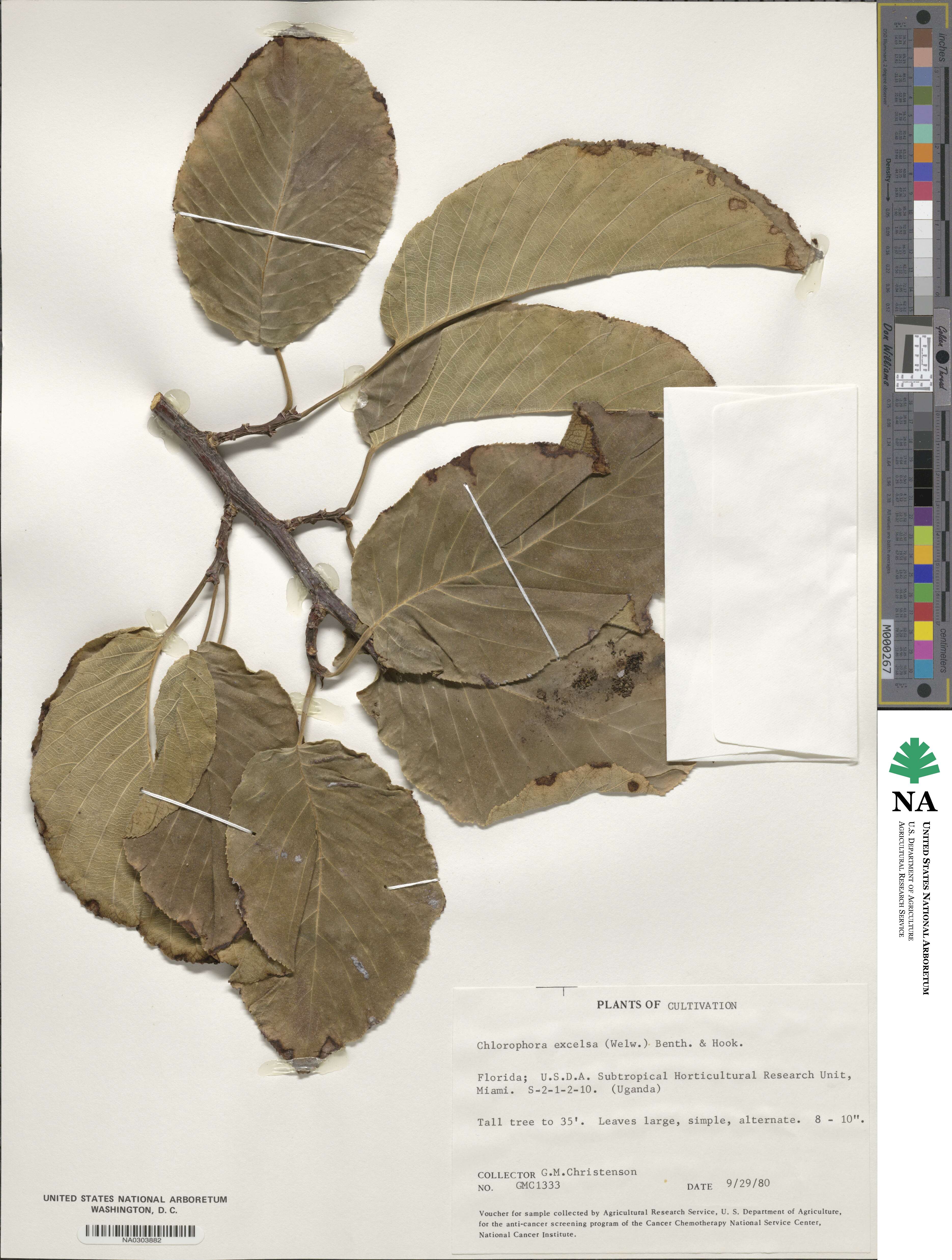 Milicia excelsa image