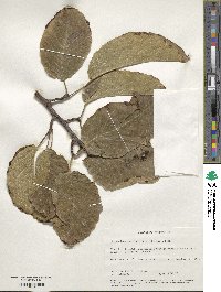 Milicia excelsa image