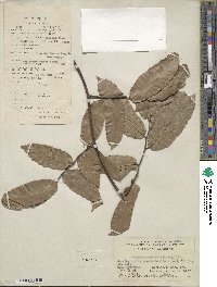 Malaisia scandens image