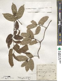 Malaisia scandens image