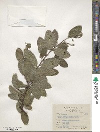 Malaisia scandens image