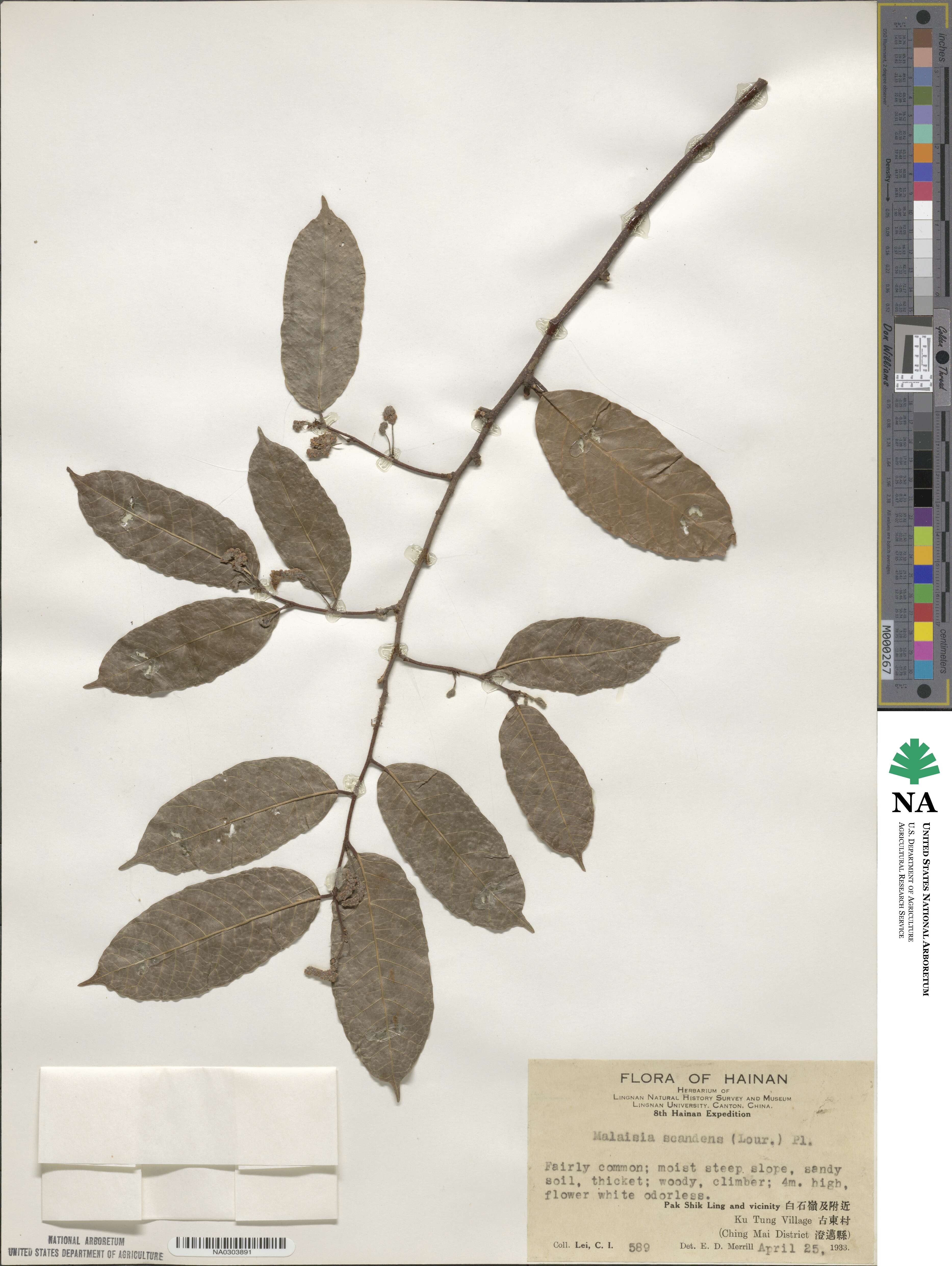 Malaisia scandens image