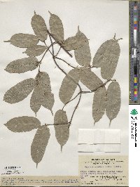 Malaisia scandens image