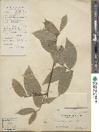 Malaisia scandens image