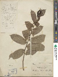 Malaisia scandens image