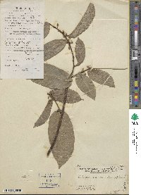 Malaisia scandens image