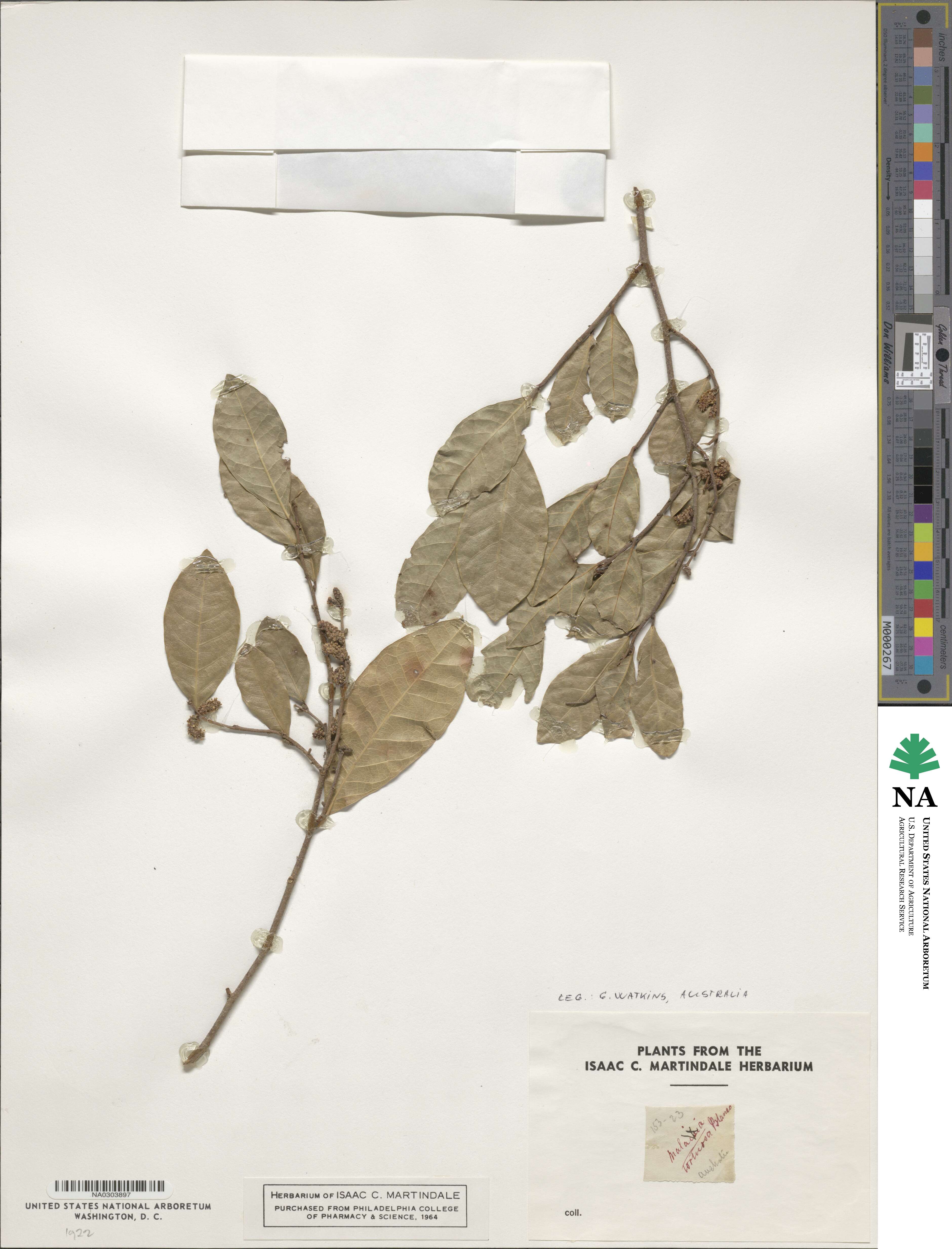 Malaisia scandens subsp. scandens image