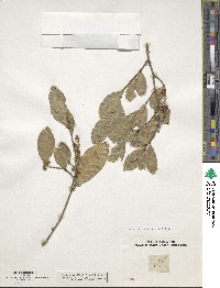 Malaisia scandens subsp. scandens image