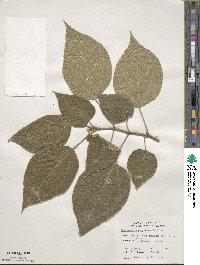 Broussonetia papyrifera image