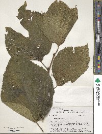 Broussonetia papyrifera image