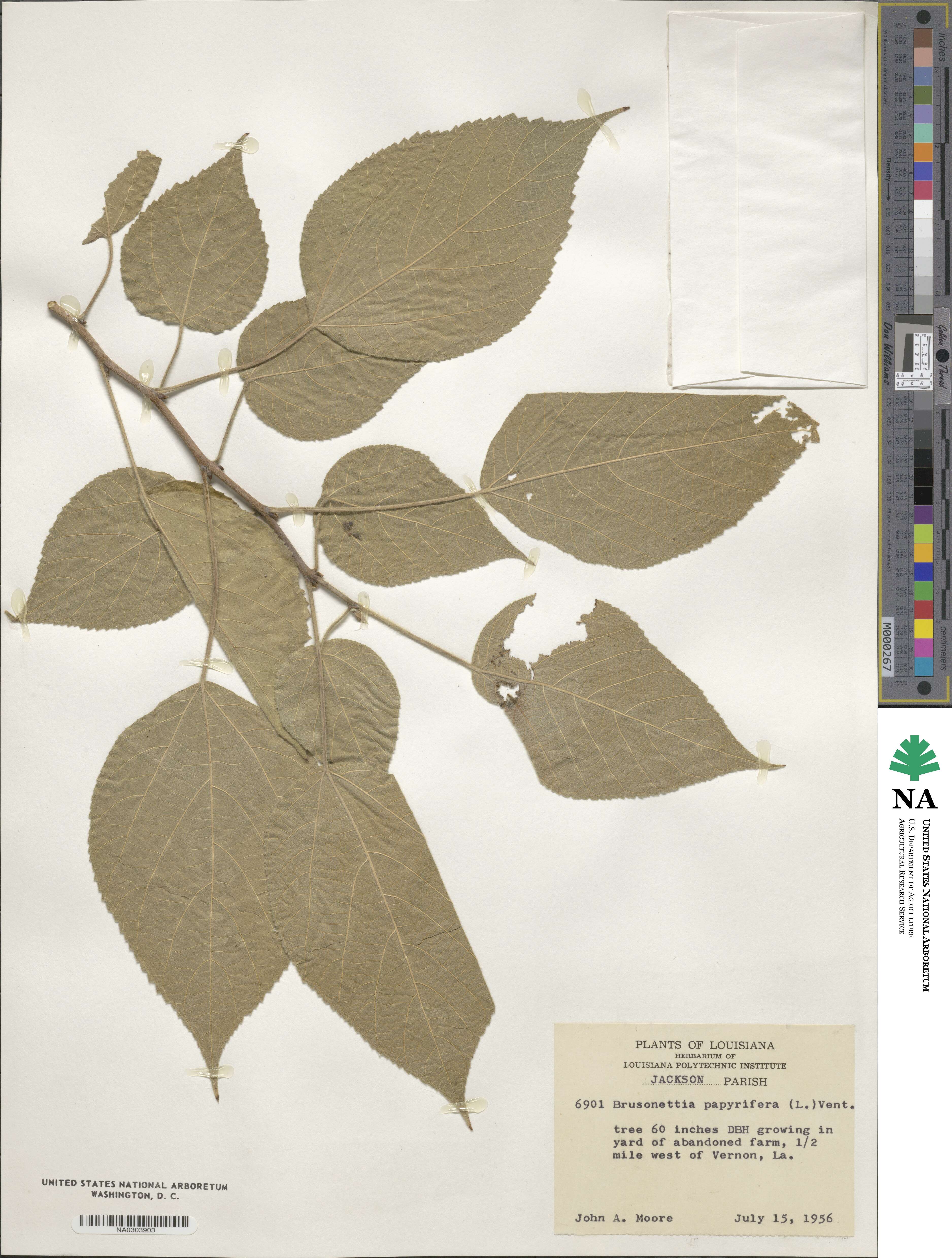 Broussonetia papyrifera image