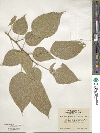 Broussonetia papyrifera image