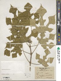 Broussonetia papyrifera image