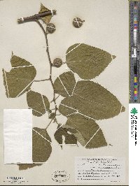 Broussonetia papyrifera image