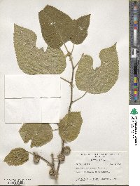 Broussonetia papyrifera image