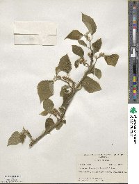 Broussonetia papyrifera image