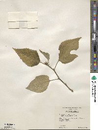 Broussonetia papyrifera image