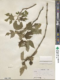 Broussonetia papyrifera image