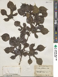 Broussonetia papyrifera image