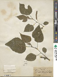 Broussonetia papyrifera image