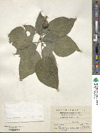 Broussonetia papyrifera image