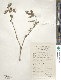 Broussonetia papyrifera image