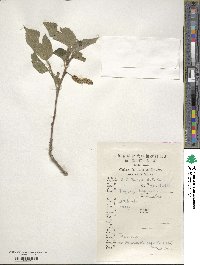 Broussonetia papyrifera image