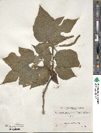 Broussonetia papyrifera image