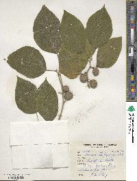 Broussonetia papyrifera image