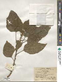 Broussonetia papyrifera image