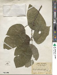 Broussonetia papyrifera image