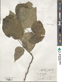 Broussonetia papyrifera image