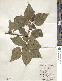 Broussonetia papyrifera image