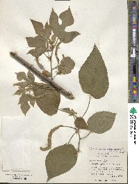 Broussonetia papyrifera image