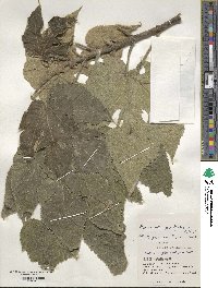 Broussonetia papyrifera image