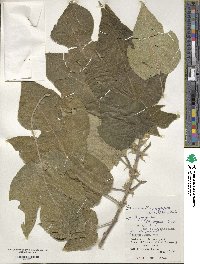 Broussonetia papyrifera image