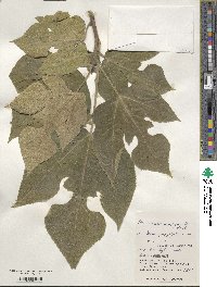 Broussonetia papyrifera image