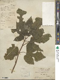 Broussonetia papyrifera image