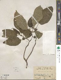 Broussonetia papyrifera image