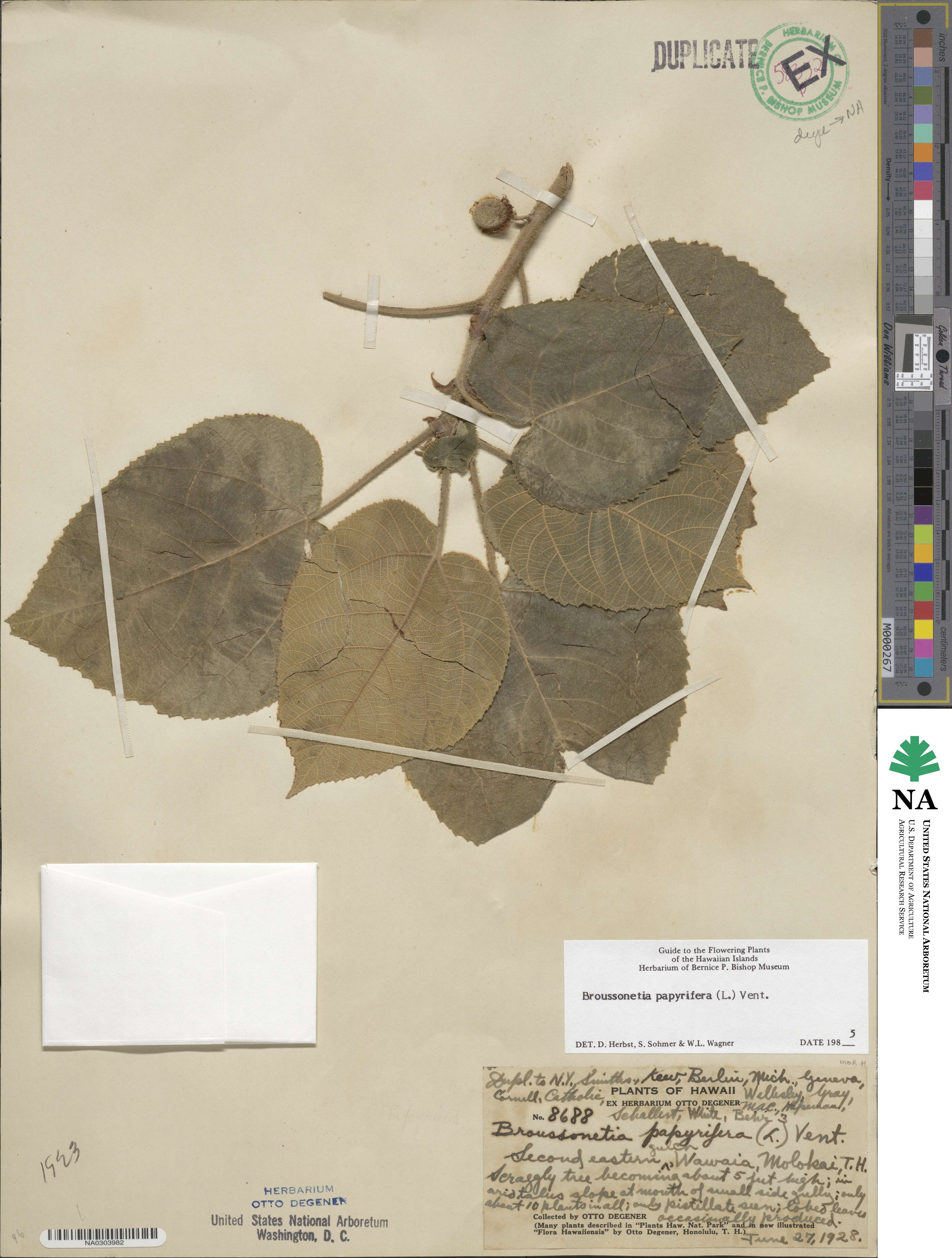 Moraceae image