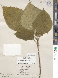 Broussonetia papyrifera image