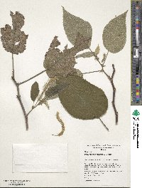 Broussonetia papyrifera image