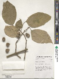 Broussonetia papyrifera image