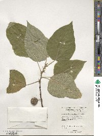 Broussonetia papyrifera image