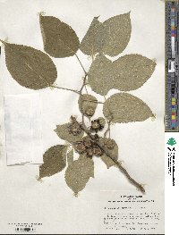 Broussonetia papyrifera image